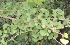 Gingko